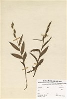 藏品(蘭科)的圖片